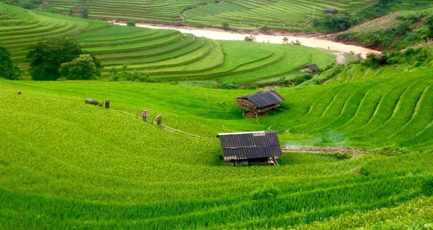 Mu Cang Chai tour